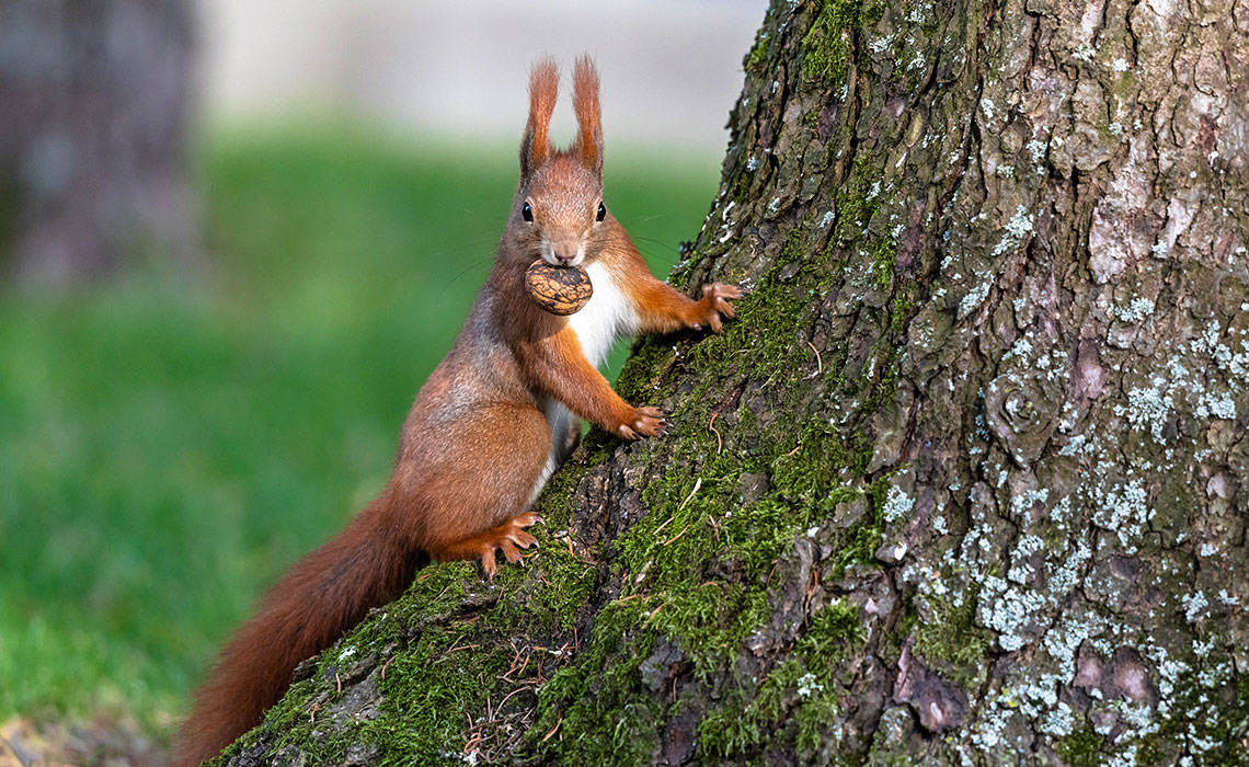 Un écureuil à La Recherche De Nourriture Dans Le Parc